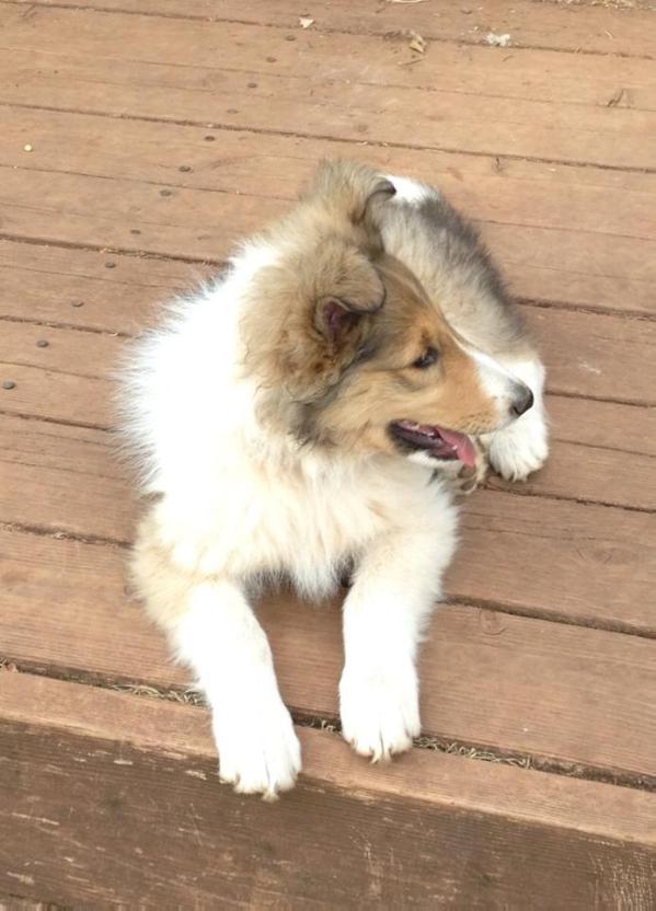 Romany's Wouldn't Mama Be Proud | Rough Collie 