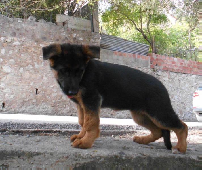 Inza de La Petite Vallée | German Shepherd Dog 