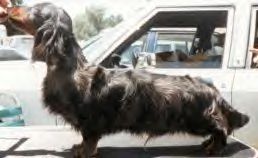 Flachshunds Quick Silver MDL | Dachshund 