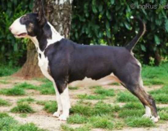 Inoxydable Eleventh Hour | Bull Terrier 