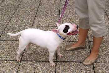 Arwen Mini Minies | Miniature Bull Terrier 