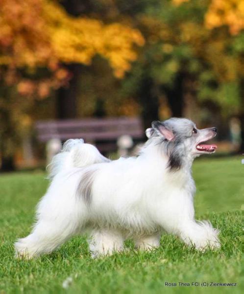 Unbelievable Thorgal Rosa Thea FCI | Chinese Crested 