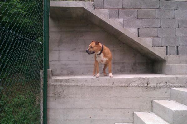 Jordan Of Sirmiland | American Staffordshire Terrier 
