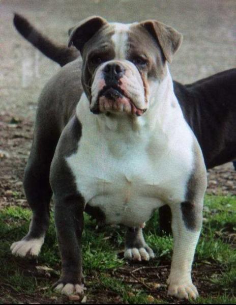 Bullforce Valentina | Olde English Bulldogge 