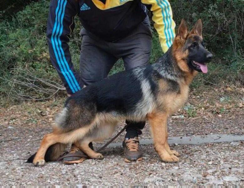 Vizzavona Nonza | German Shepherd Dog 