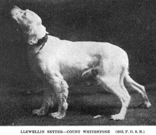 Count Whitestone | English Setter 