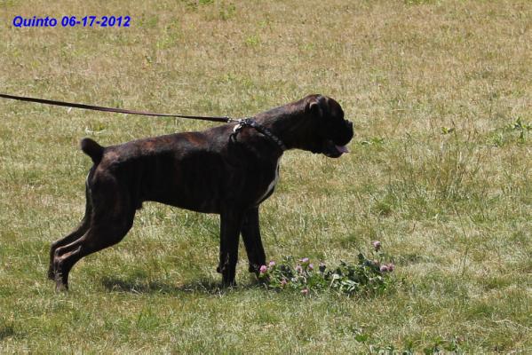 Quinto von Elite Euro | Boxer 