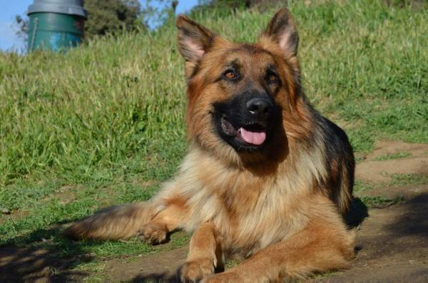 Finn Vom Nadelhaus | German Shepherd Dog 