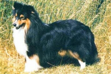 Ruscombe Play The Piper | Shetland Sheepdog 