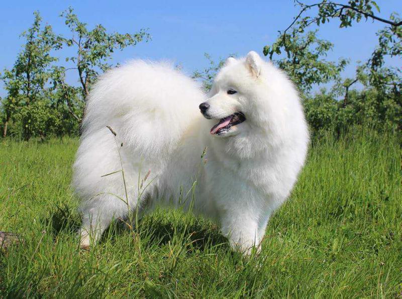 Bertina from Kel'bin treasure-house | Samoyed 