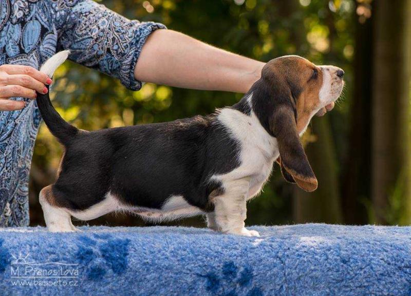 Urshula Lady Barnett's | Basset Hound 