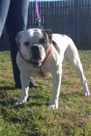 MB&amp;B's Ziva | Olde English Bulldogge 