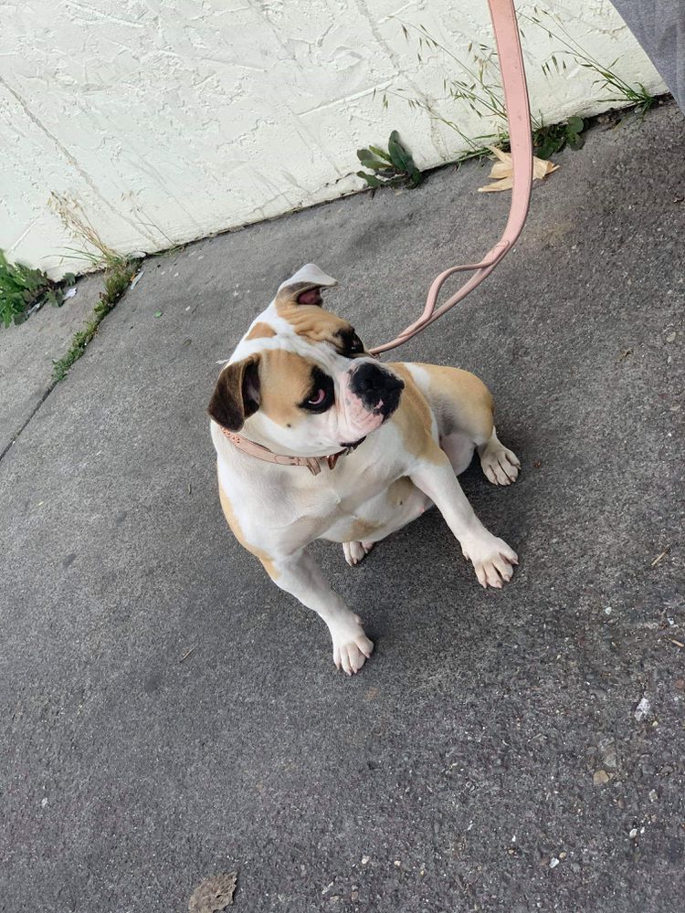 Greenshire Xena @ King Mo's Kennel's | American Bulldog 