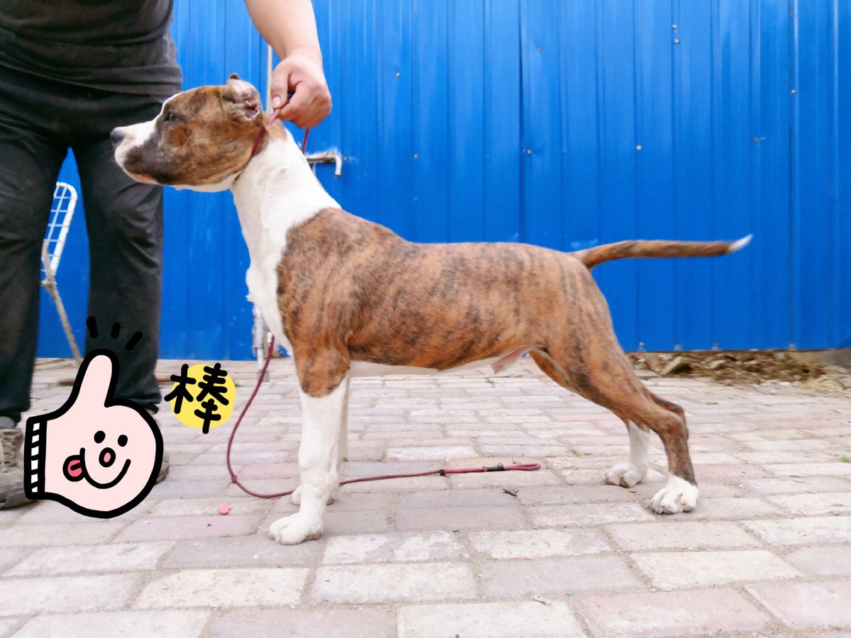 Nan Shan Wrestlers | American Staffordshire Terrier 