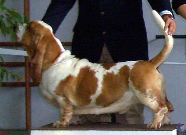 Cognack and Cream da Casa do Trevo | Basset Hound 