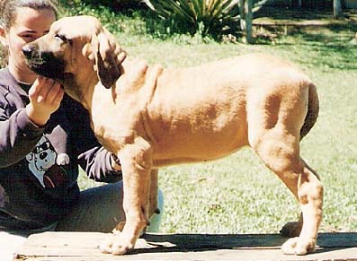 Nala do Baicuara | Fila Brasileiro 