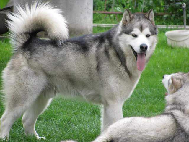 ALVAR STAR DONBASS | Alaskan Malamute 