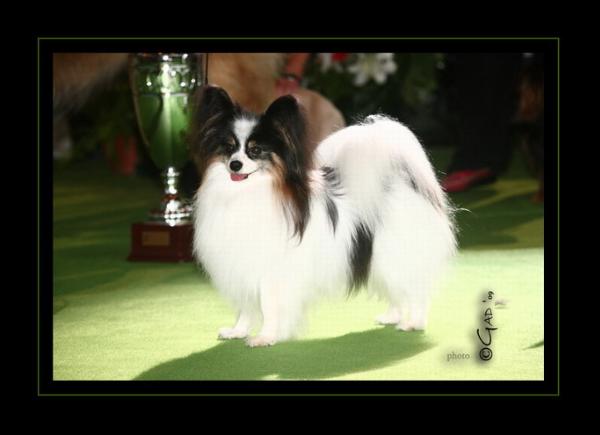 Queen Bless JP Royal Connection | Papillon 