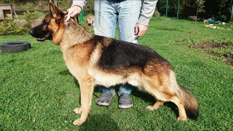 Milo Dobrzykow | German Shepherd Dog 
