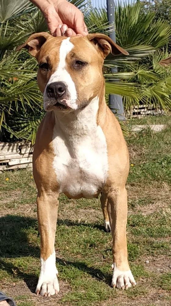 Celt' and Dac Ringmaster Priority Girl | American Staffordshire Terrier 