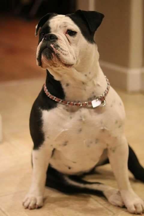 Crommett's Ziva Tomata | Olde English Bulldogge 