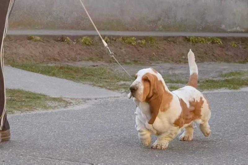 Even Steven van Grunsven | Basset Hound 