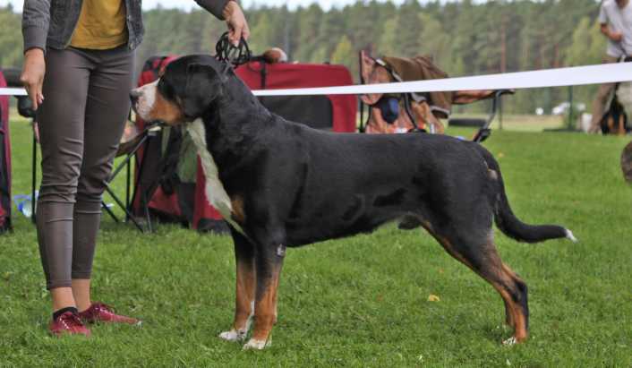 Kraft Swiss Dream | Greater Swiss Mountain Dog 