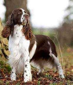 Peasblossom Chance | English Springer Spaniel 