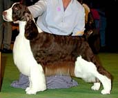 Salilyn N Erin's Shameless | English Springer Spaniel 