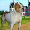 King Haribo Du Demon Brigante | American Staffordshire Terrier 