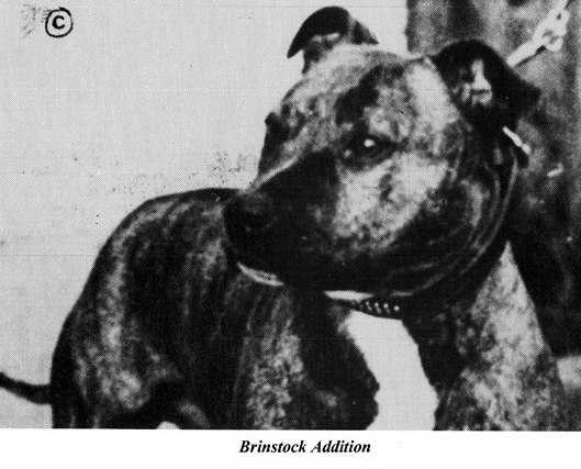 Brinstock Addition | Staffordshire Bull Terrier 