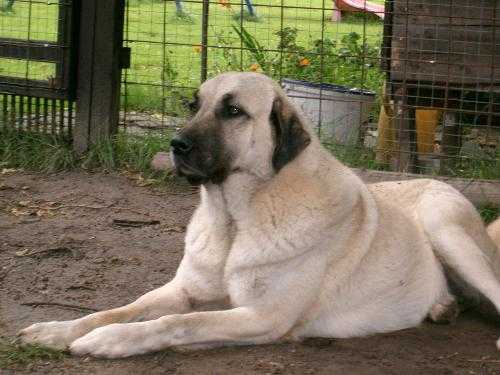 ela | Kangal 