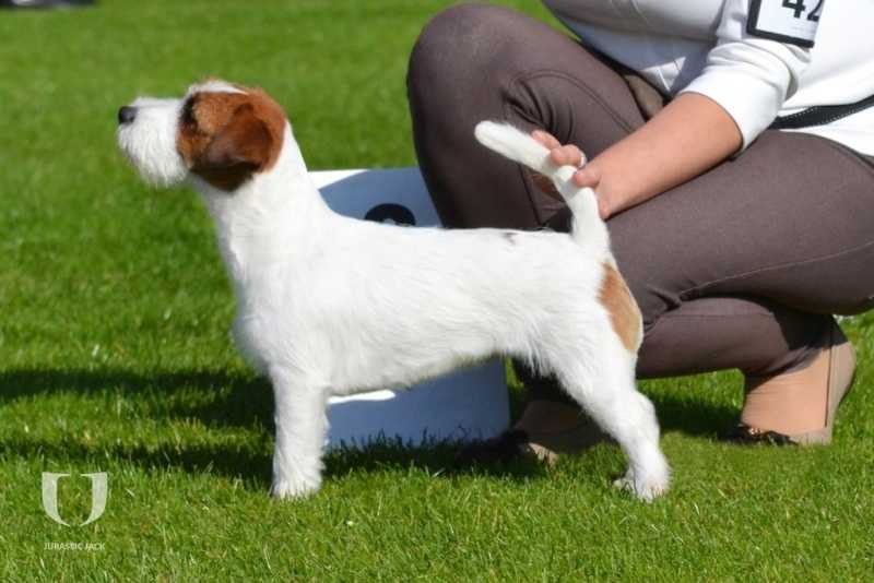 HOLLY Colosseum | Jack Russell Terrier 