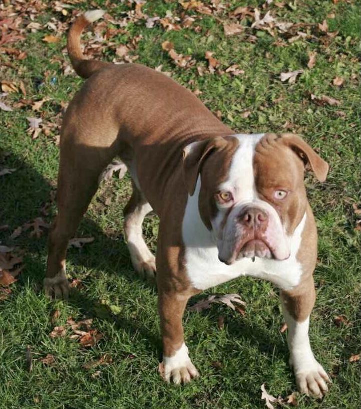 BullyBadass’s Sharp Dressed Man of North Texas | American Bulldog 