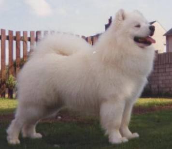 Diquest Levi at Vandreem | Samoyed 