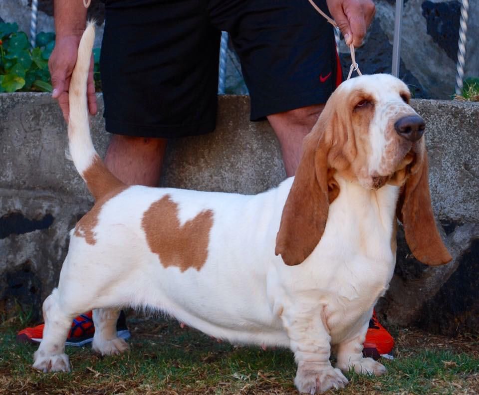 simona villa ramirez | Basset Hound 