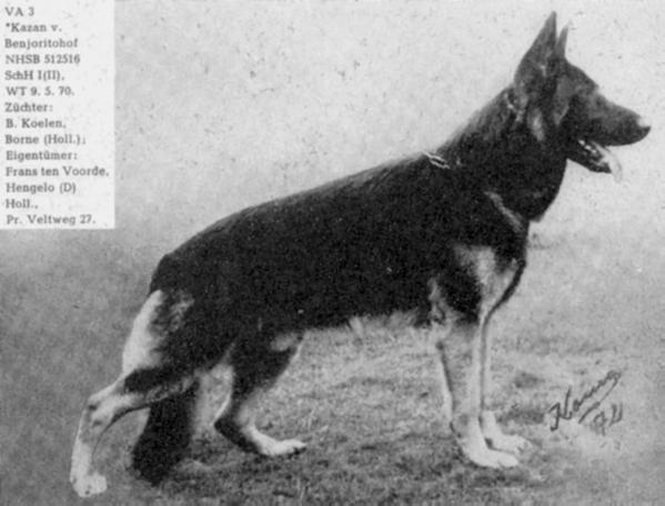 Kazan van Benjorito Hof | German Shepherd Dog 