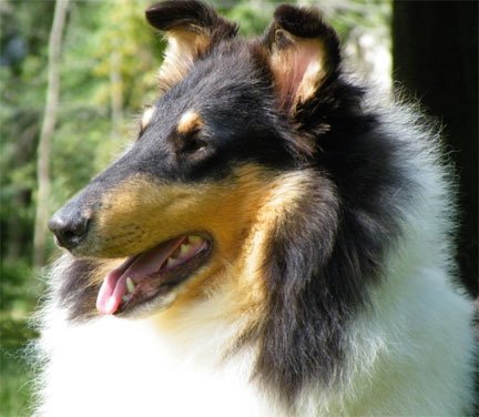 Afterhours Rhythm of the Night | Rough Collie 