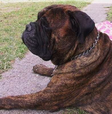 Korona rasputyin | Bullmastiff 