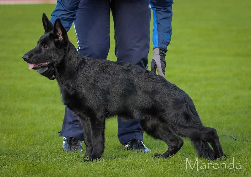 Sunntoyas Jamila | German Shepherd Dog 