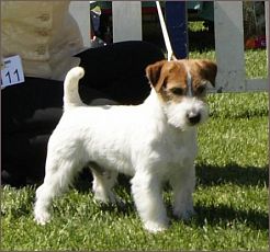 Kanix Fast Truck | Jack Russell Terrier 