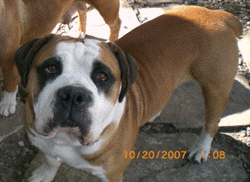 Dakota West Rivers Rocky | Olde English Bulldogge 