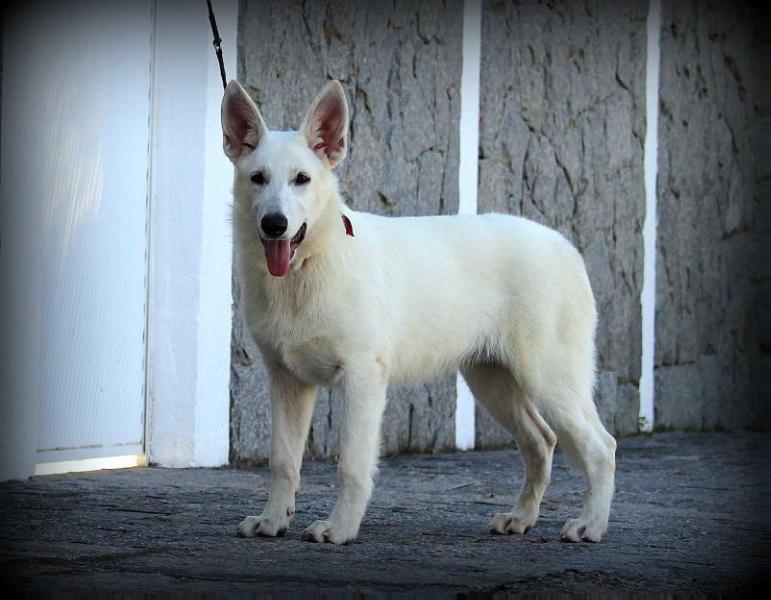 EDMOND VON TAGLISCHINDORF | White Swiss Shepherd Dog 