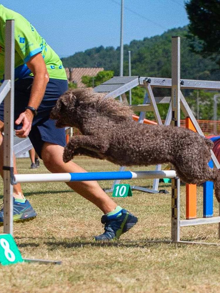 Nutella | Spanish Water Dog 