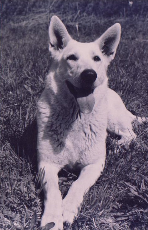 Mountain Daybreaks Isza | White Swiss Shepherd Dog 