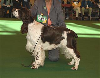 Syferspring Stinger | English Springer Spaniel 