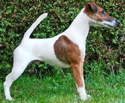 Arvania's Dares | Smooth Fox Terrier 