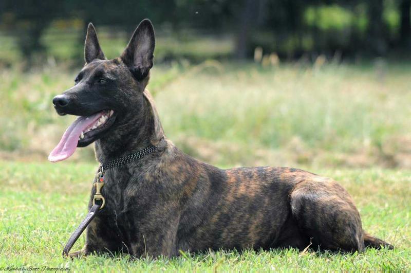 Anouk of Cavalier K9 | Dutch Shepherd 