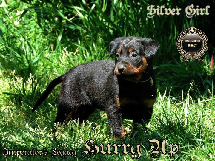 Imperator´s Legacy Hurry Up | Beauceron 