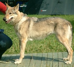 Bona Vlcie údolie | Czechoslovakian Wolfdog 